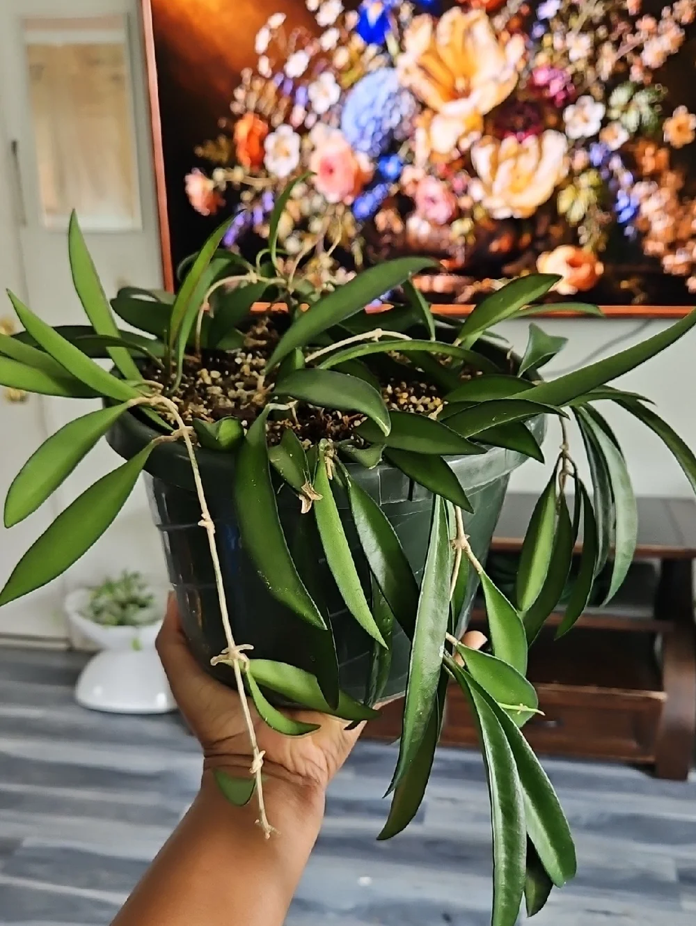 Hoya Wayetii Indoor Planter with Lush Green Foliage - In 8In Pot